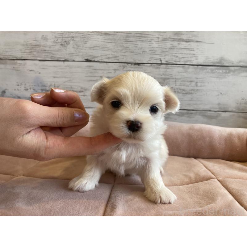 販売中の北海道のマルチーズ-450319の5枚目