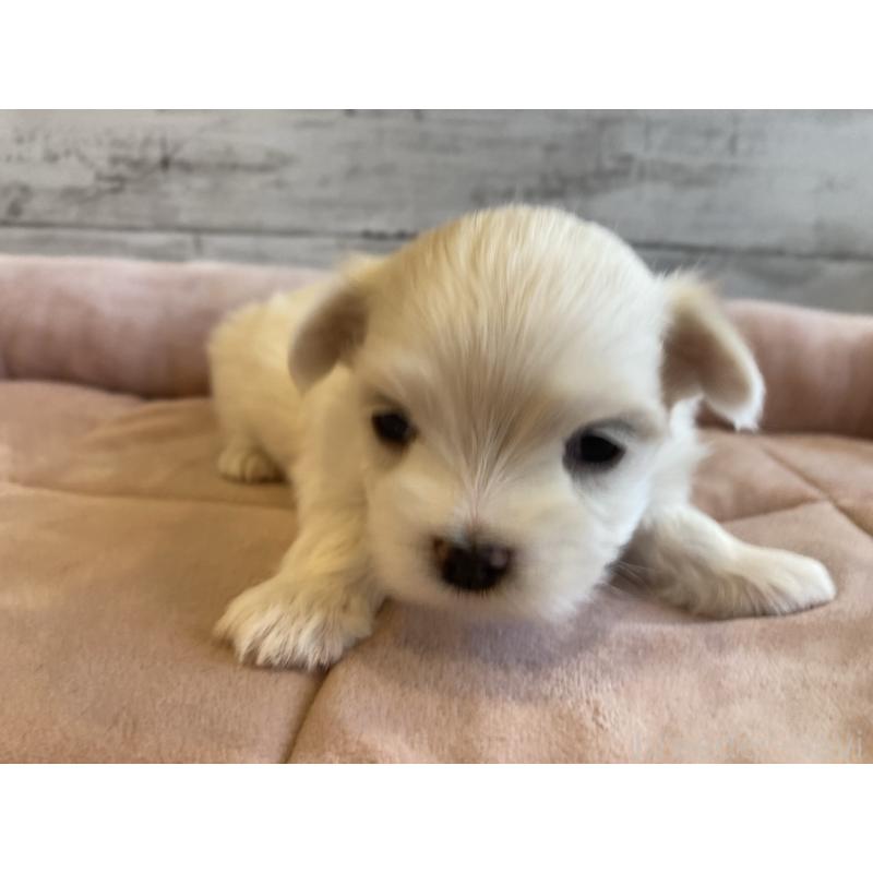 販売中の北海道のマルチーズ-450319の4枚目