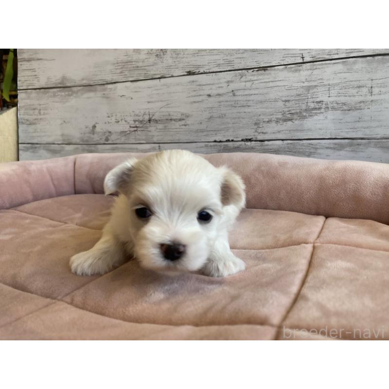 販売中の北海道のマルチーズ-450319の3枚目