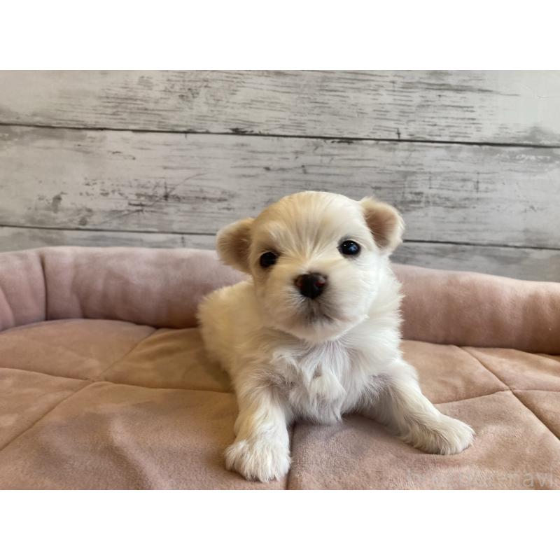 販売中の北海道のマルチーズ-450319の2枚目