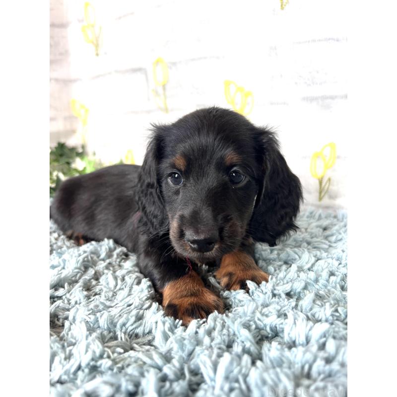 販売中の埼玉県のミニチュアダックスフンド(ロングヘアード)-450320の9枚目