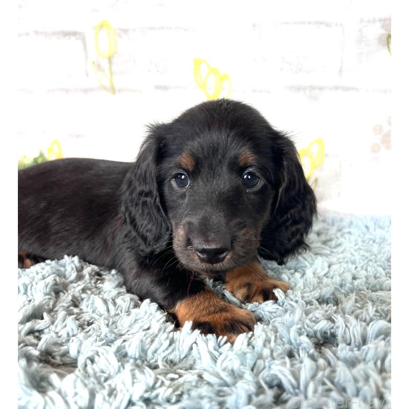 販売中の埼玉県のミニチュアダックスフンド(ロングヘアード)-450320の8枚目