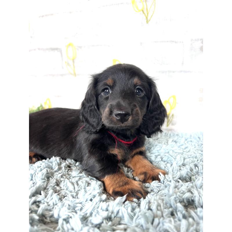 販売中の埼玉県のミニチュアダックスフンド(ロングヘアード)-450320の7枚目