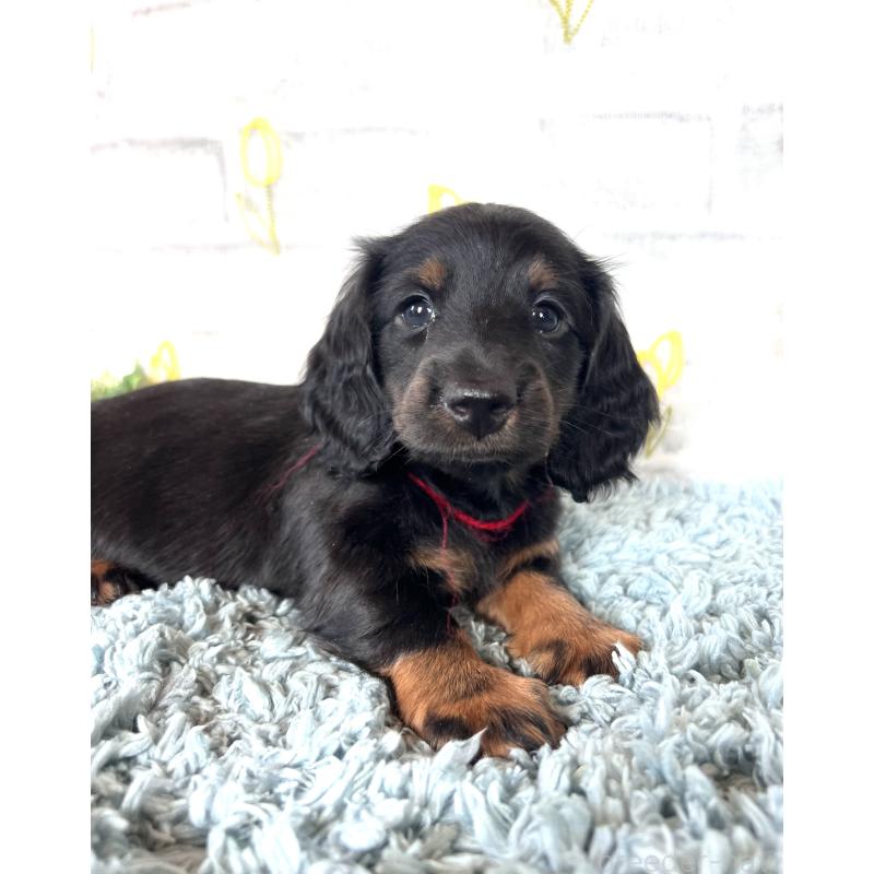 販売中の埼玉県のミニチュアダックスフンド(ロングヘアード)-450320の6枚目