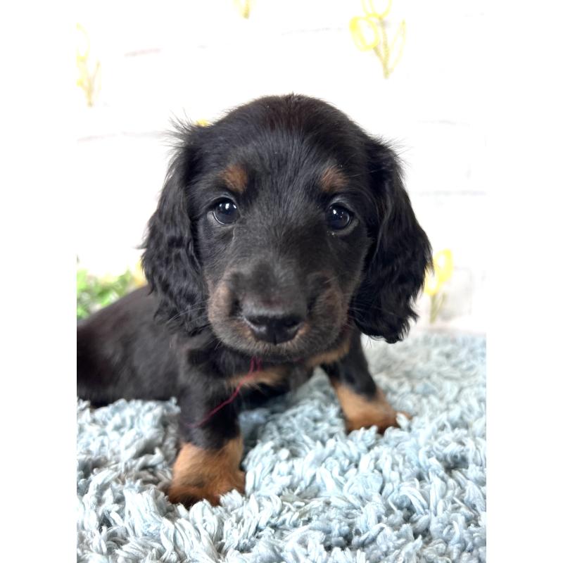 販売中の埼玉県のミニチュアダックスフンド(ロングヘアード)-450320の4枚目