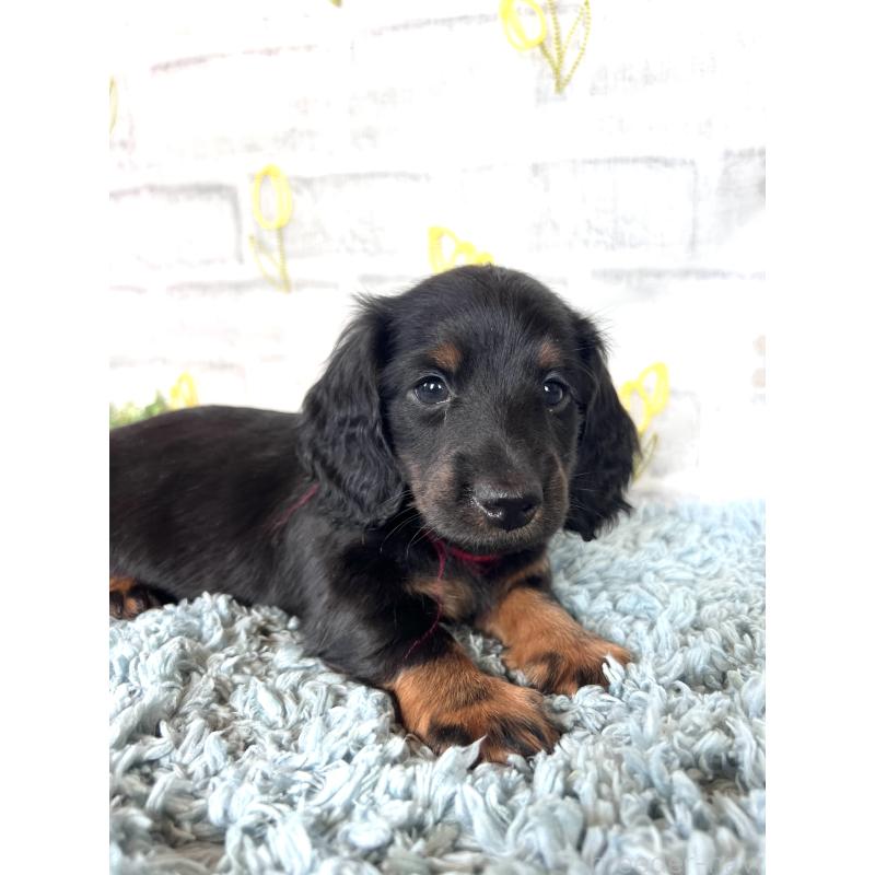 販売中の埼玉県のミニチュアダックスフンド(ロングヘアード)-450320の3枚目