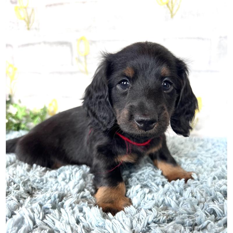 販売中の埼玉県のミニチュアダックスフンド(ロングヘアード)-450320の2枚目