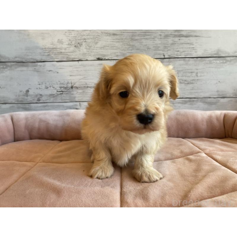 販売中の北海道のマルプー:マルチーズ×トイプードル-450323の5枚目