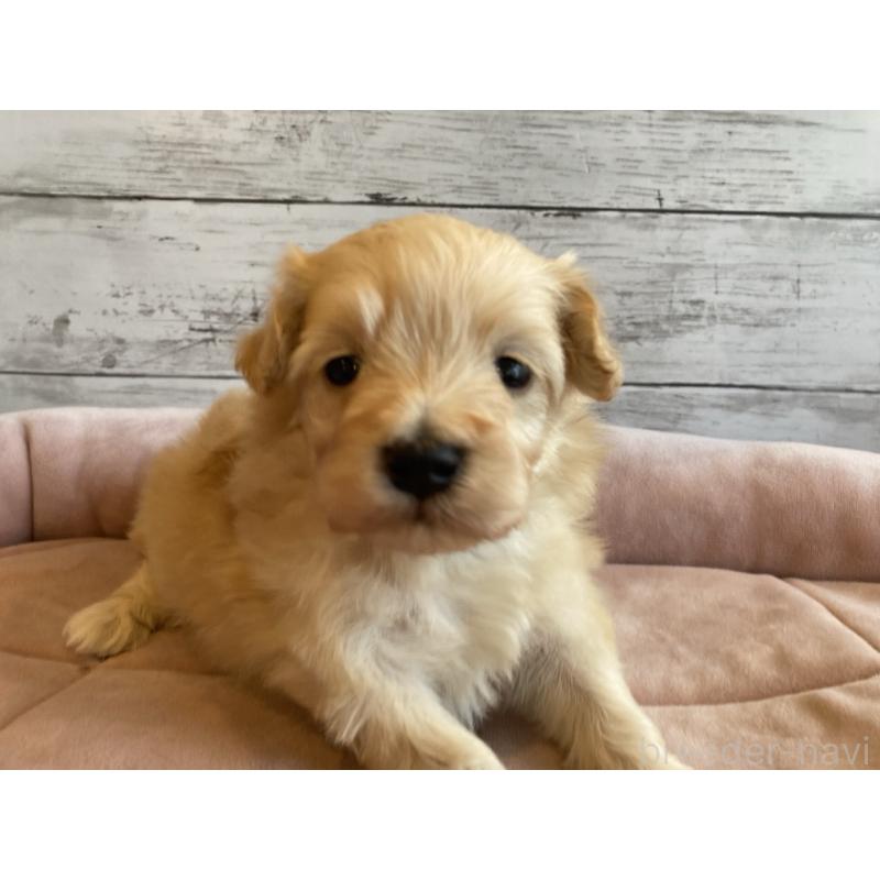 販売中の北海道のマルプー:マルチーズ×トイプードル-450323の4枚目