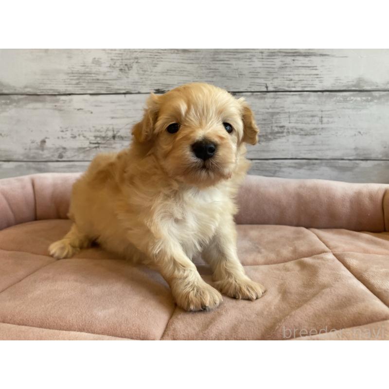 販売中の北海道のマルプー:マルチーズ×トイプードル-450323の3枚目