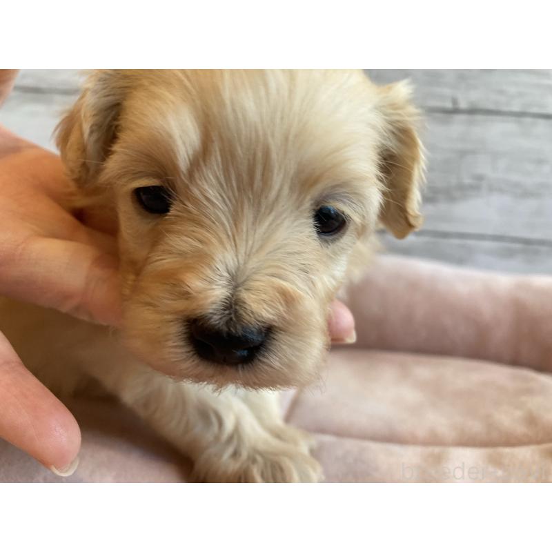 販売中の北海道のマルプー:マルチーズ×トイプードル-450323の2枚目