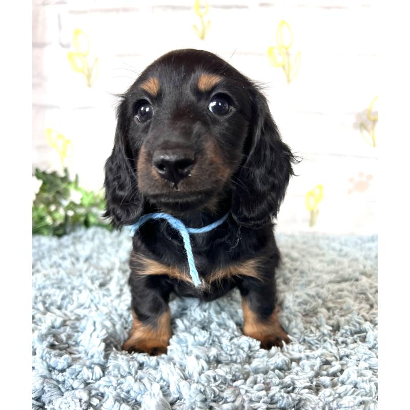 販売中の埼玉県のミニチュアダックスフンド(ロングヘアード)-450321の12枚目