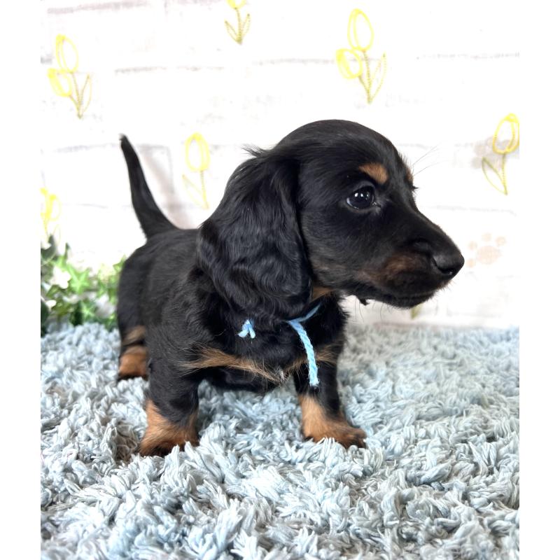 販売中の埼玉県のミニチュアダックスフンド(ロングヘアード)-450321の11枚目