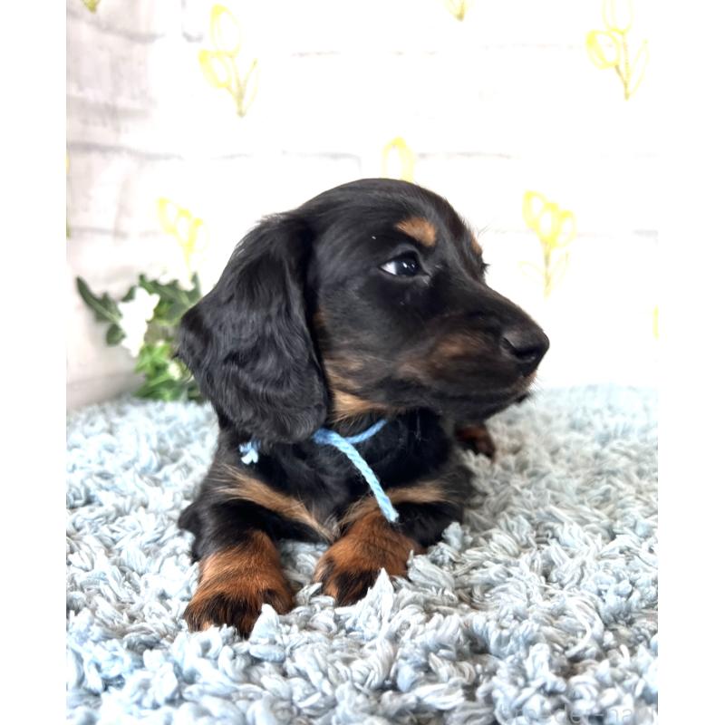 販売中の埼玉県のミニチュアダックスフンド(ロングヘアード)-450321の10枚目