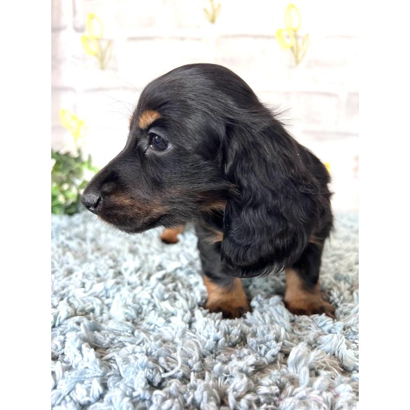 販売中の埼玉県のミニチュアダックスフンド(ロングヘアード)-450321の9枚目