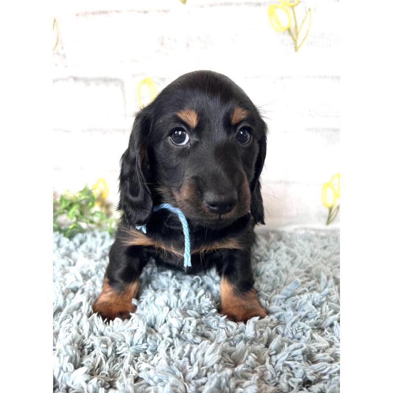 販売中の埼玉県のミニチュアダックスフンド(ロングヘアード)-450321の8枚目