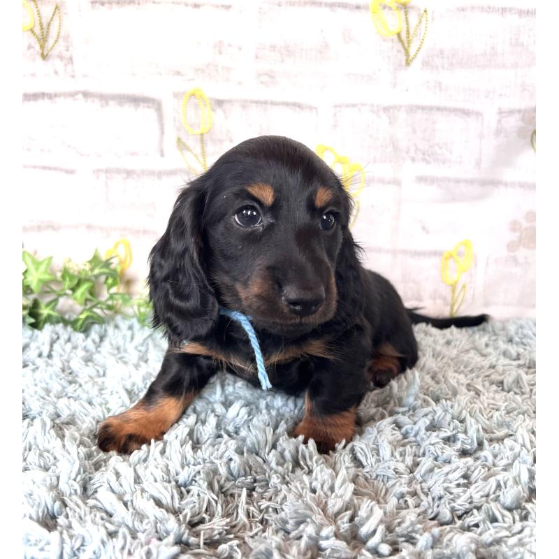 販売中の埼玉県のミニチュアダックスフンド(ロングヘアード)-450321の6枚目