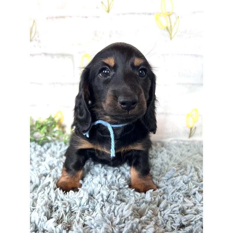 販売中の埼玉県のミニチュアダックスフンド(ロングヘアード)-450321の4枚目