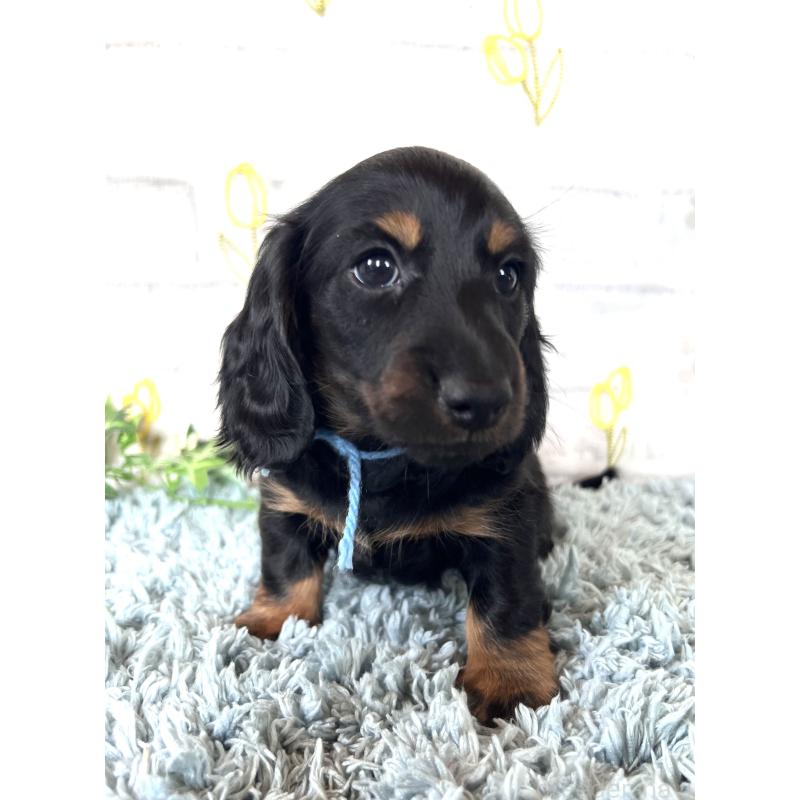 販売中の埼玉県のミニチュアダックスフンド(ロングヘアード)-450321の3枚目