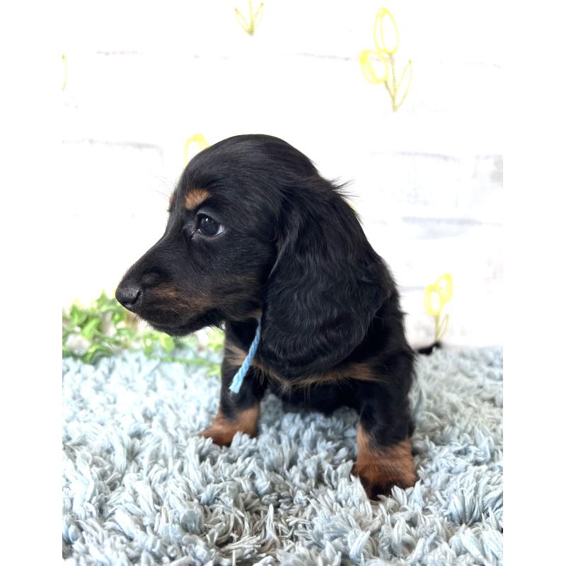 販売中の埼玉県のミニチュアダックスフンド(ロングヘアード)-450321の2枚目