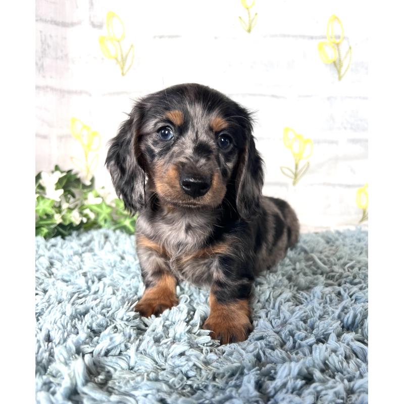 販売中の埼玉県のミニチュアダックスフンド(ロングヘアード)-450322の14枚目