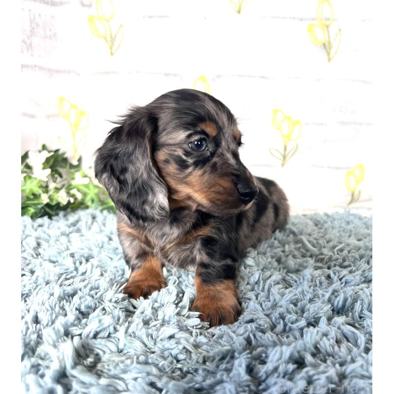 販売中の埼玉県のミニチュアダックスフンド(ロングヘアード)-450322の13枚目
