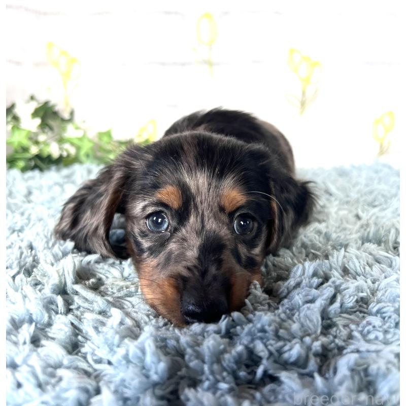 販売中の埼玉県のミニチュアダックスフンド(ロングヘアード)-450322の12枚目