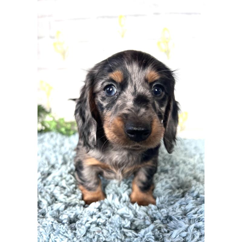 販売中の埼玉県のミニチュアダックスフンド(ロングヘアード)-450322の11枚目