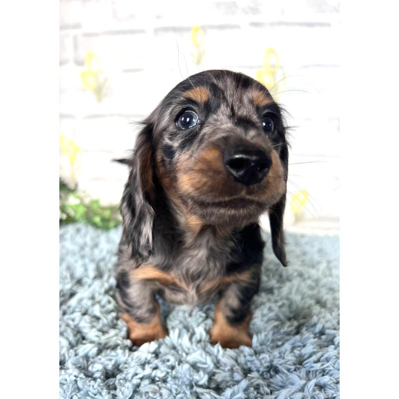 販売中の埼玉県のミニチュアダックスフンド(ロングヘアード)-450322の10枚目