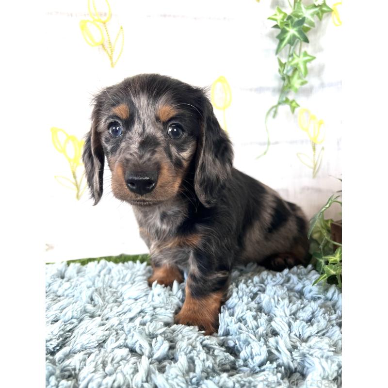 販売中の埼玉県のミニチュアダックスフンド(ロングヘアード)-450322の9枚目