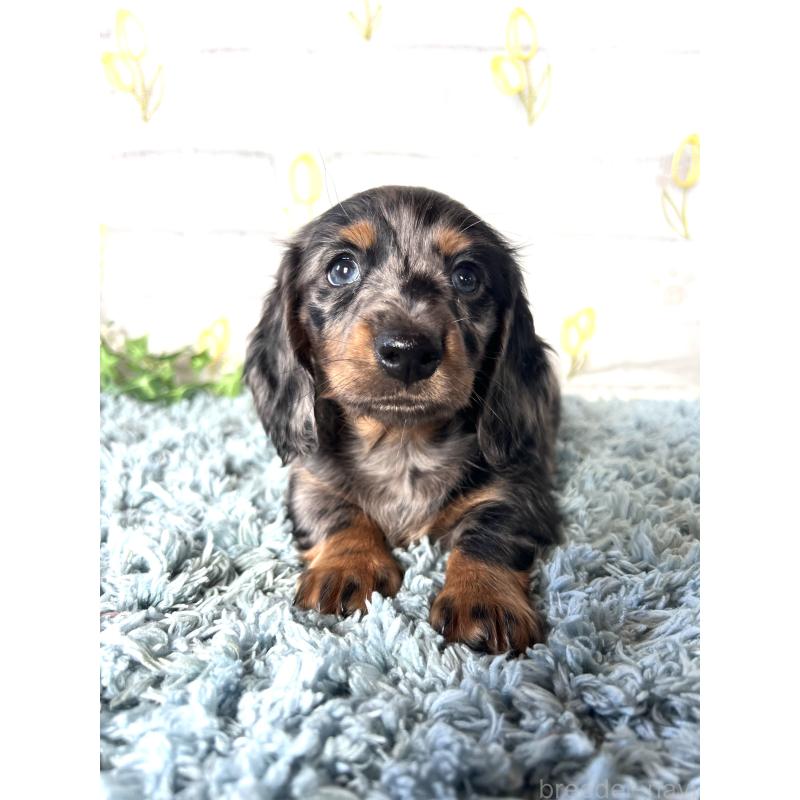 販売中の埼玉県のミニチュアダックスフンド(ロングヘアード)-450322の8枚目