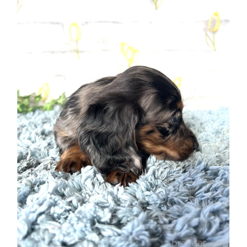 販売中の埼玉県のミニチュアダックスフンド(ロングヘアード)-450322の7枚目