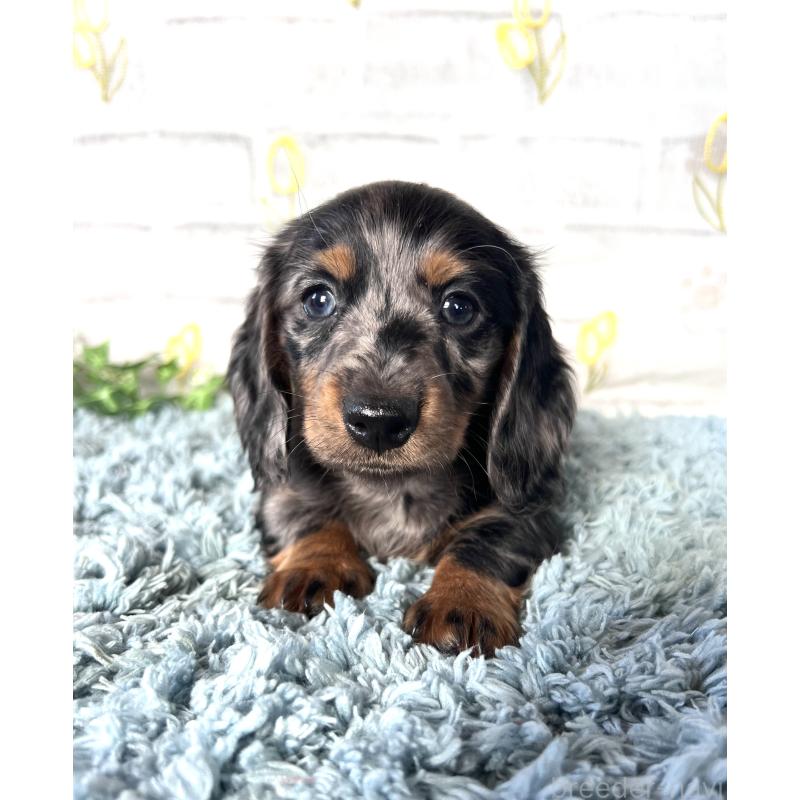 販売中の埼玉県のミニチュアダックスフンド(ロングヘアード)-450322の5枚目