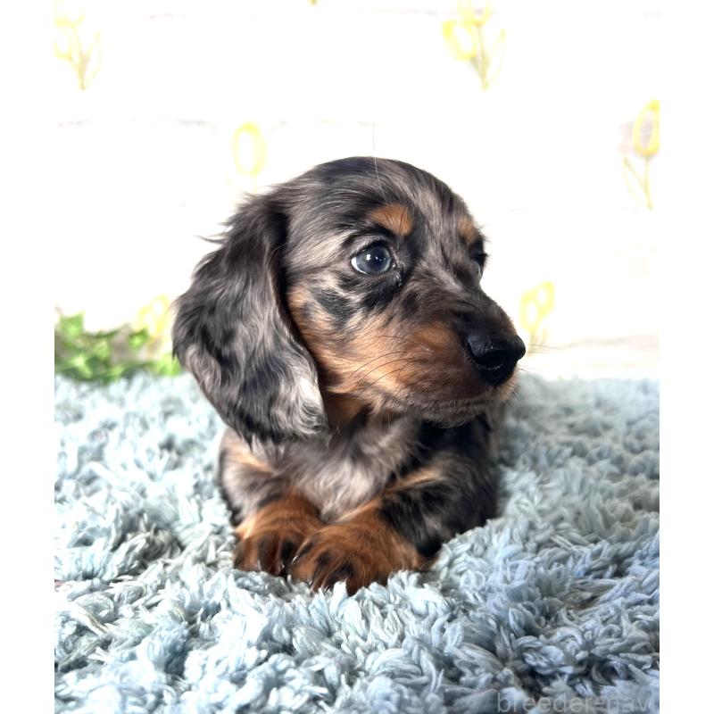 販売中の埼玉県のミニチュアダックスフンド(ロングヘアード)-450322の4枚目