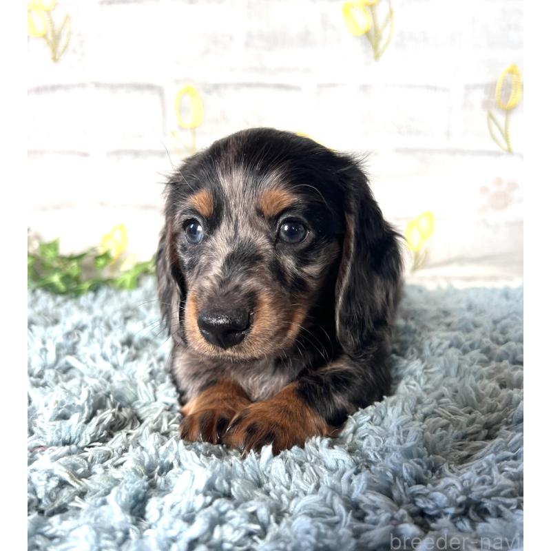 販売中の埼玉県のミニチュアダックスフンド(ロングヘアード)-450322の2枚目