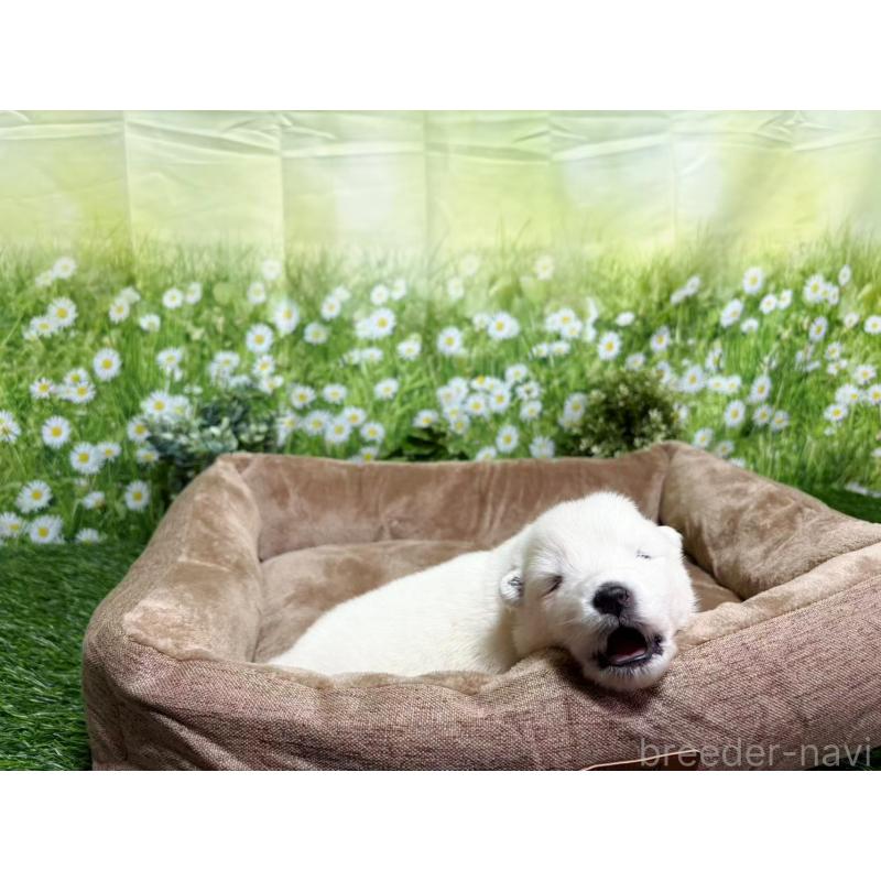 販売中の東京都のサモエド-450324の8枚目