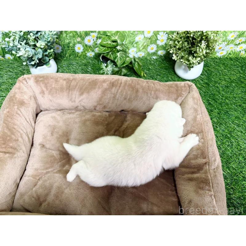 販売中の東京都のサモエド-450324の6枚目