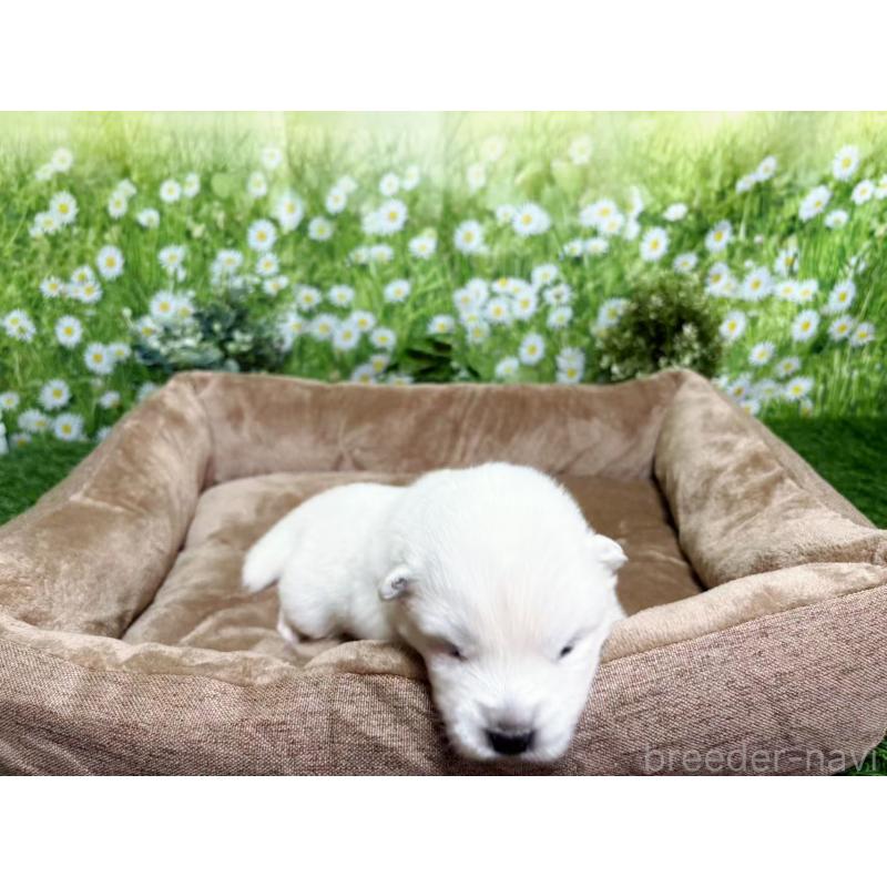 販売中の東京都のサモエド-450324の5枚目