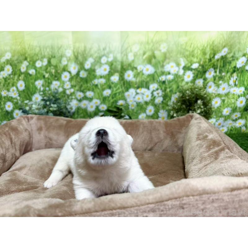 販売中の東京都のサモエド-450324の4枚目