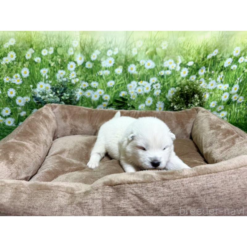 販売中の東京都のサモエド-450324の3枚目