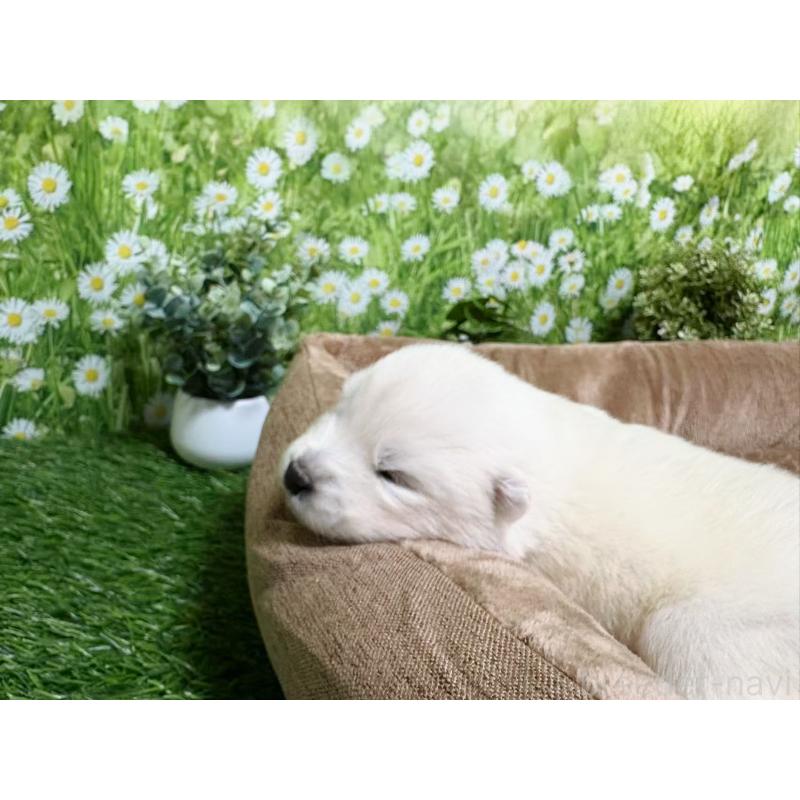 販売中の東京都のサモエド-450324の2枚目