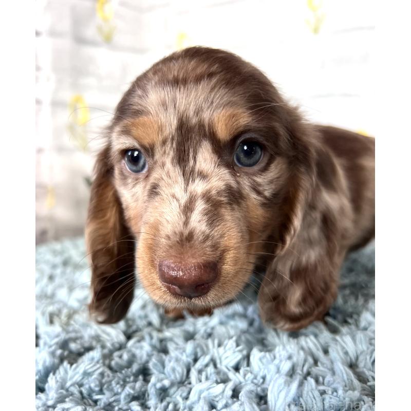 販売中の埼玉県のミニチュアダックスフンド(ロングヘアード)-450325の14枚目