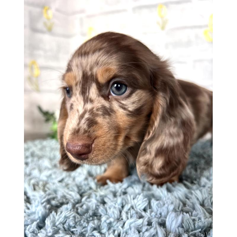 販売中の埼玉県のミニチュアダックスフンド(ロングヘアード)-450325の13枚目