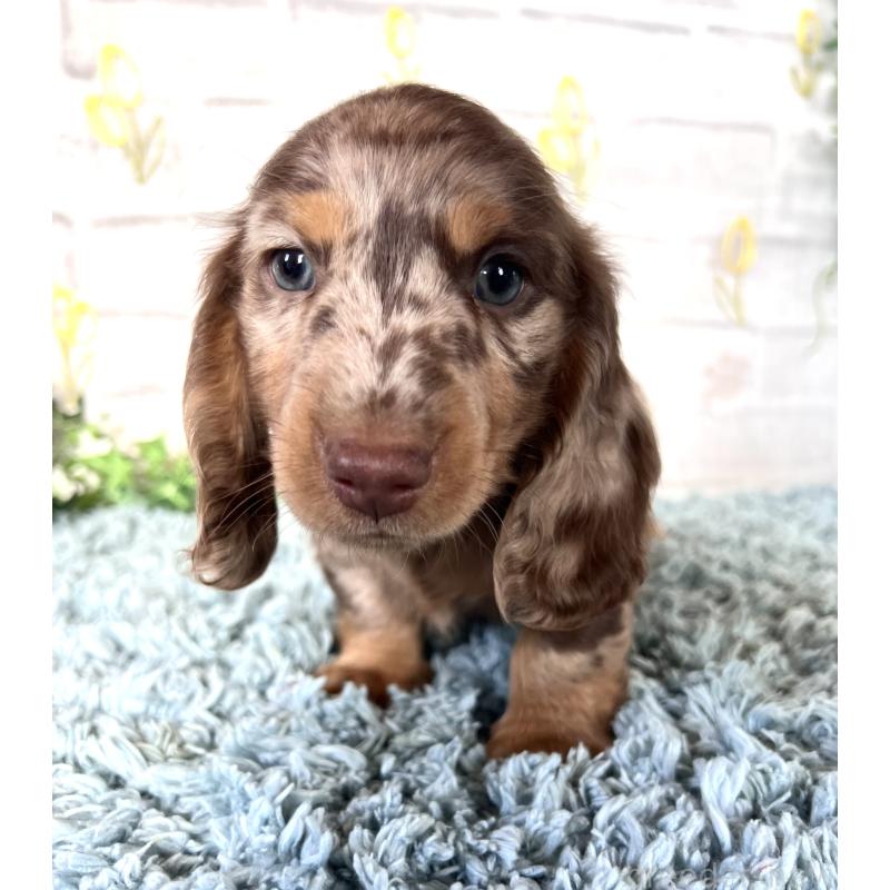 販売中の埼玉県のミニチュアダックスフンド(ロングヘアード)-450325の12枚目