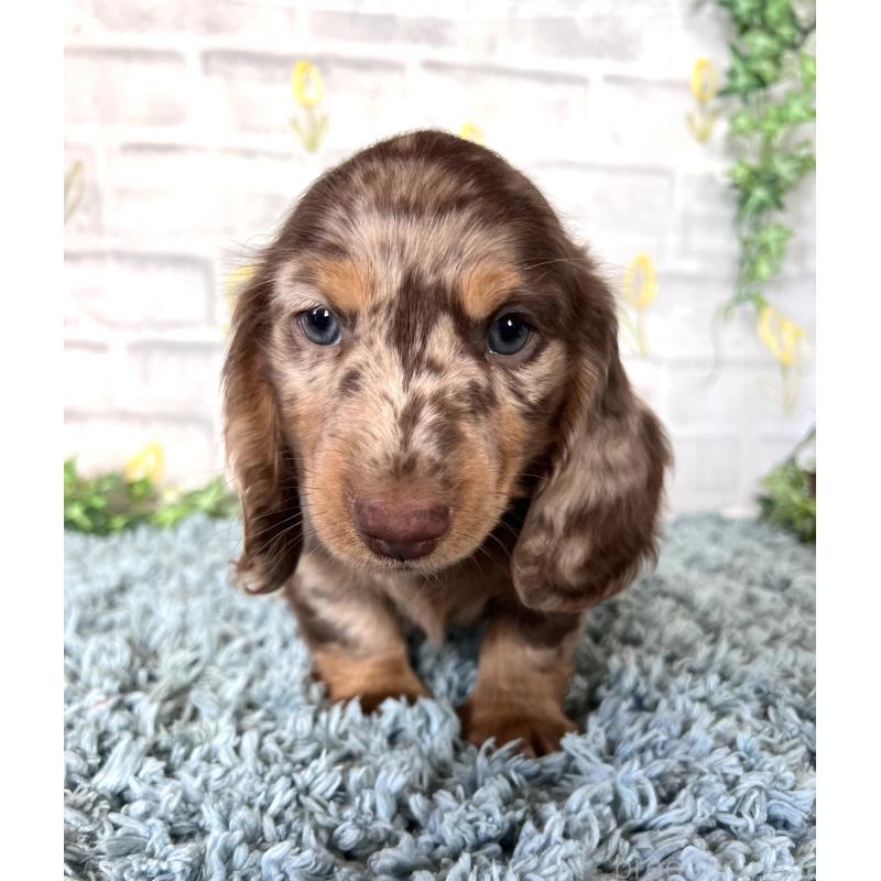 販売中の埼玉県のミニチュアダックスフンド(ロングヘアード)-450325の10枚目