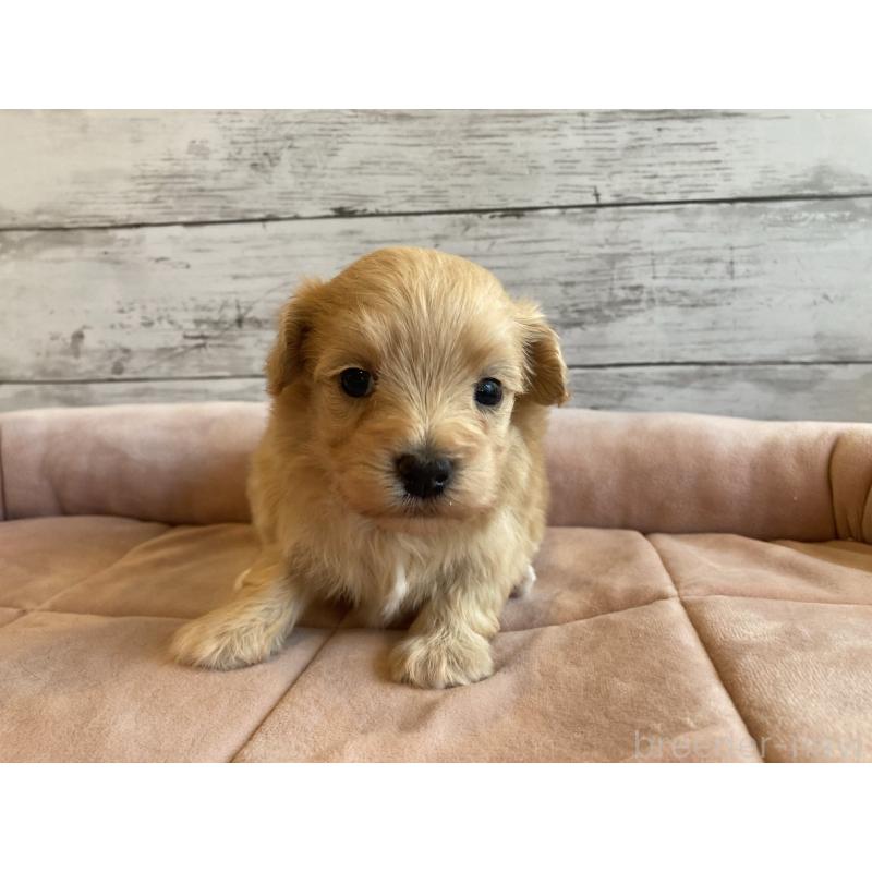 販売中の北海道のマルプー:マルチーズ×トイプードル-450326の5枚目