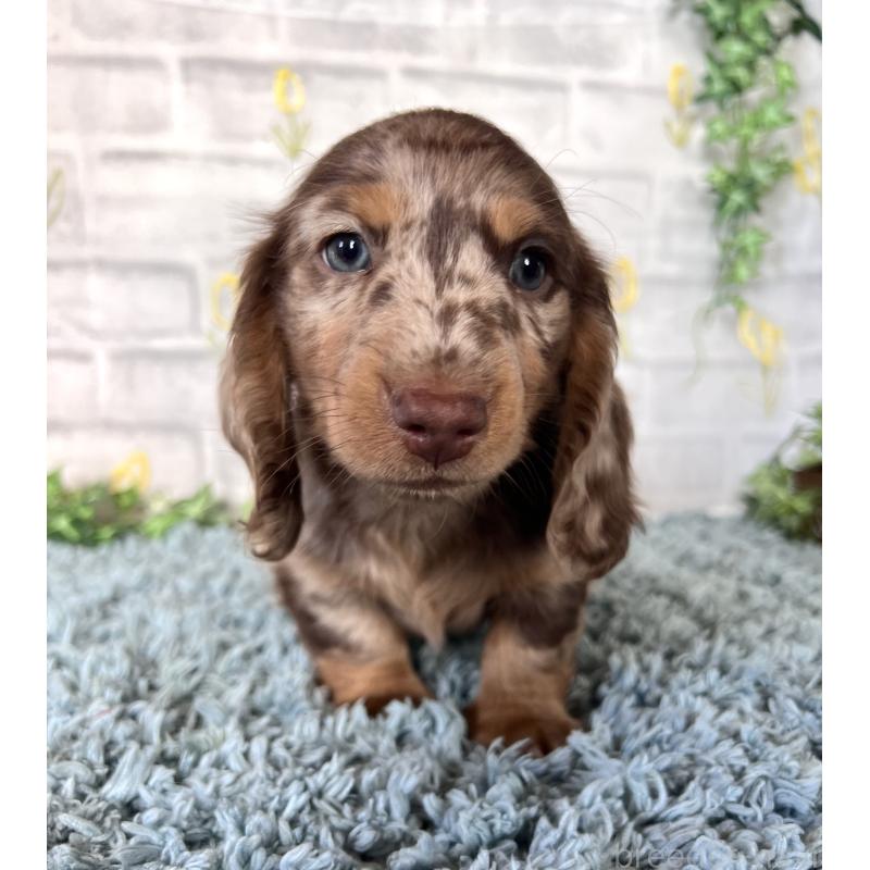 販売中の埼玉県のミニチュアダックスフンド(ロングヘアード)-450325の9枚目