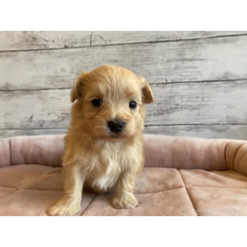 販売中の北海道のマルプー:マルチーズ×トイプードル-450326の4枚目