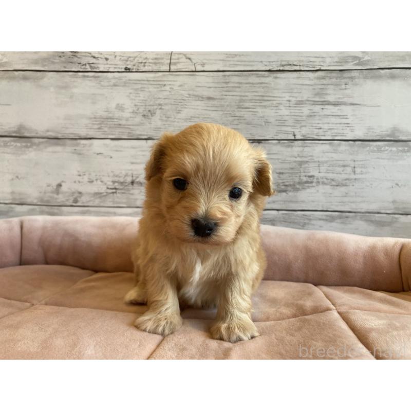 販売中の北海道のマルプー:マルチーズ×トイプードル-450326の3枚目