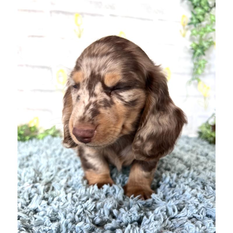 販売中の埼玉県のミニチュアダックスフンド(ロングヘアード)-450325の7枚目